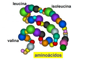 aminoacidos-ramificados-bcaas2