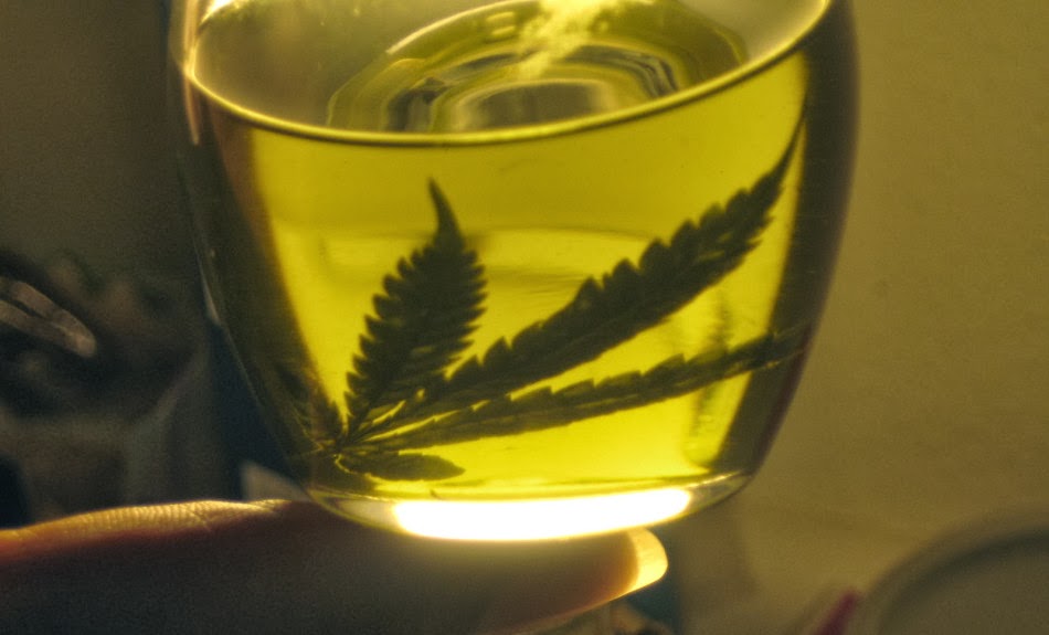 cannabis-infused-olive-oil-recipe-thcfinder-950x575